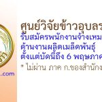 ศูนย์วิจัยข้าวอุบลราชธานี รับสมัครพนักงานจ้างเหมาบริการ ด้านงานผลิตเมล็ดพันธุ์